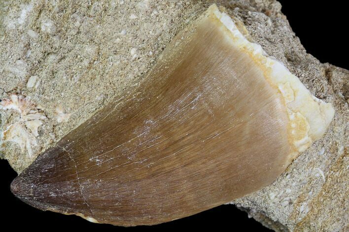 Mosasaur (Prognathodon) Tooth In Rock - Nice Tooth #105835